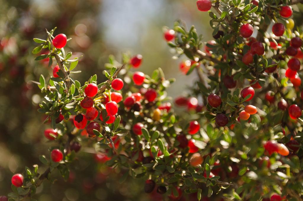 Parece casualidad que la luz, atravesando el fruto, lo encienda de un rojo intenso, pero acaso sea a propósito: una estrategia del Piquillín para hacer su fruto más atractivo y visible, y poder así esparcir más ampliamene su semilla. Si el fruto fuese más grueso, tal vez sería más opaco y por ende, menos vistoso.
