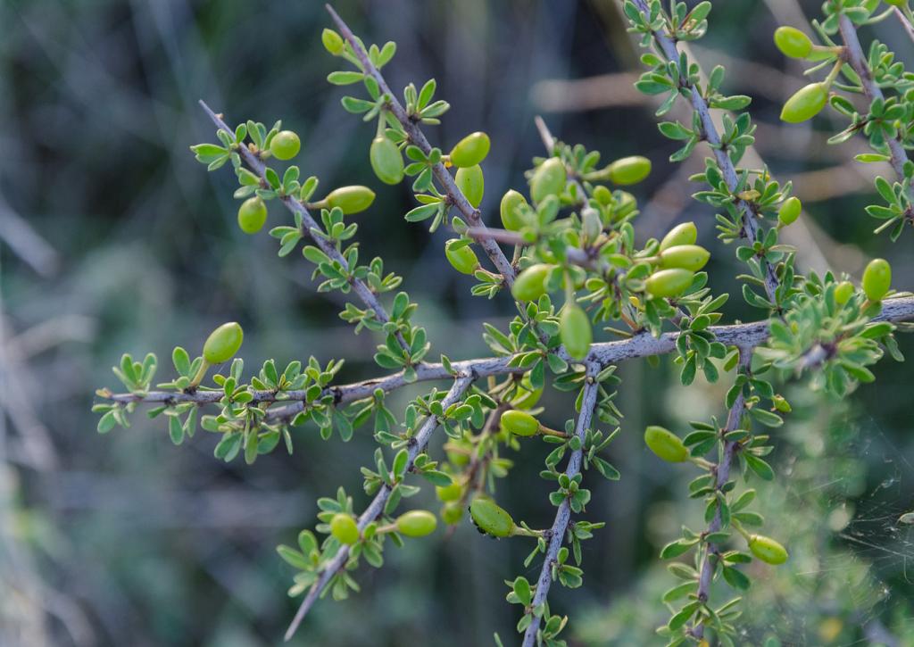 Piquillín, con sus frutos aún inmaduros.

Nótese las ramas menores, alternas, ascendentes, leñosas, brotando a intervalos regulares de la principal, casi en un ángulo recto.

Todas las ramas, tanto las menores como la principal, terminan con una espina por punta.