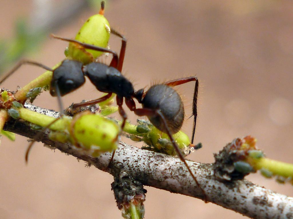 La hormiga, sobre el Piquillín, no vino por las hojas, sino por los pulgones. 

¿Los ves? Son diminutos. Entre el Piquillín y la Hormiga se establece una relación de simbiosis. La hormiga defiende a los Piquillines de los pulgones, y a cambio los Piquillines les proveen alimento. 