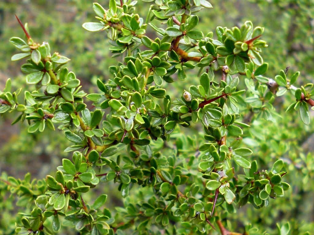 Comienza la Primavera, y estas hojas verdecidas de Piquillín, son tan verdes y brillosas, que parecen de plástico. 