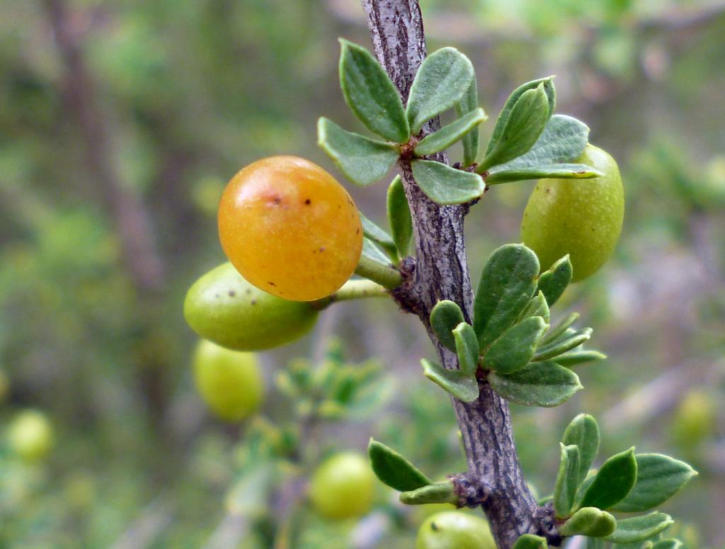 El fruto, del tamaño y la forma de una arveja, alberga una semilla semejante en forma y tamaño a un grano de arroz. 

Con un epicarpio duro en extremo, tarda en germinar. 