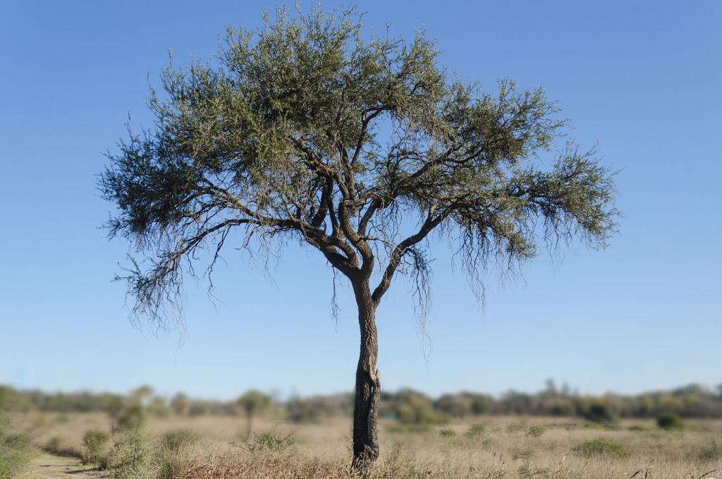 Privilegiada vista de un magnífico Quebracho Blanco, que solitario se alza en la Reserva Natural Parque San Martín, una isla de 130 hectáreas de monte nativo virgen en medio de la ciudad de Córdoba.
Como único sobreviviente de los últimos incendios que asolaron la reserva, este ejemplar se ofrece al caminante, como testimonio vivo de su heroica resistencia y tenacidad.