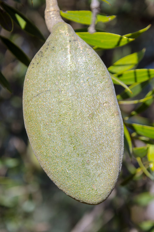 Fruto verde aún de Quebracho Blanco. 

De una dureza singular, la cubierta exterior de este fruto se solaza en el débil sol de otoño. 

Para cuando madure, las semillas, aladas, serán llevadas y esparcidas por el viento. 