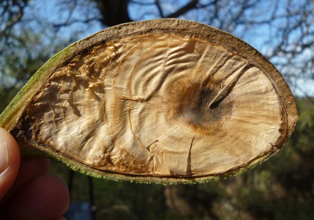 Corte longitudinal del fruto de Quebracho Blanco. 

Nótese las semillas aladas, que se acomodan unas junto a otras, ya prontas a liberarse y errar en el viento. 