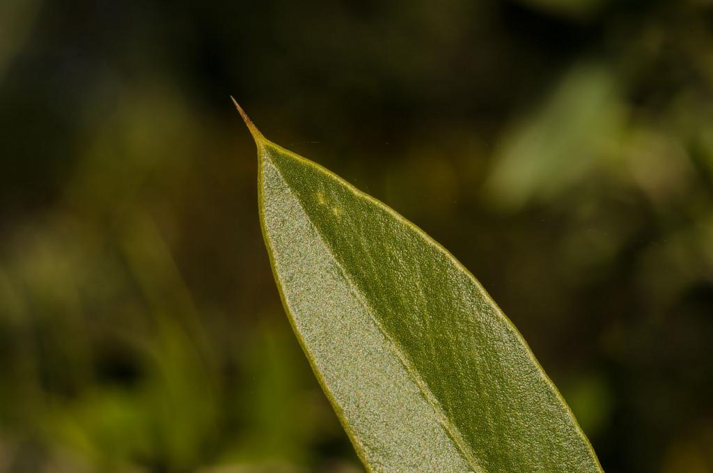 El diseño de la hoja del Quebracho Blanco es simple, pero no obstante, funcional y eficiente. La hoja cumple a un mismo tiempo distintas funciones, como defensa, fábrica química de alimento y reservorio de agua. 
