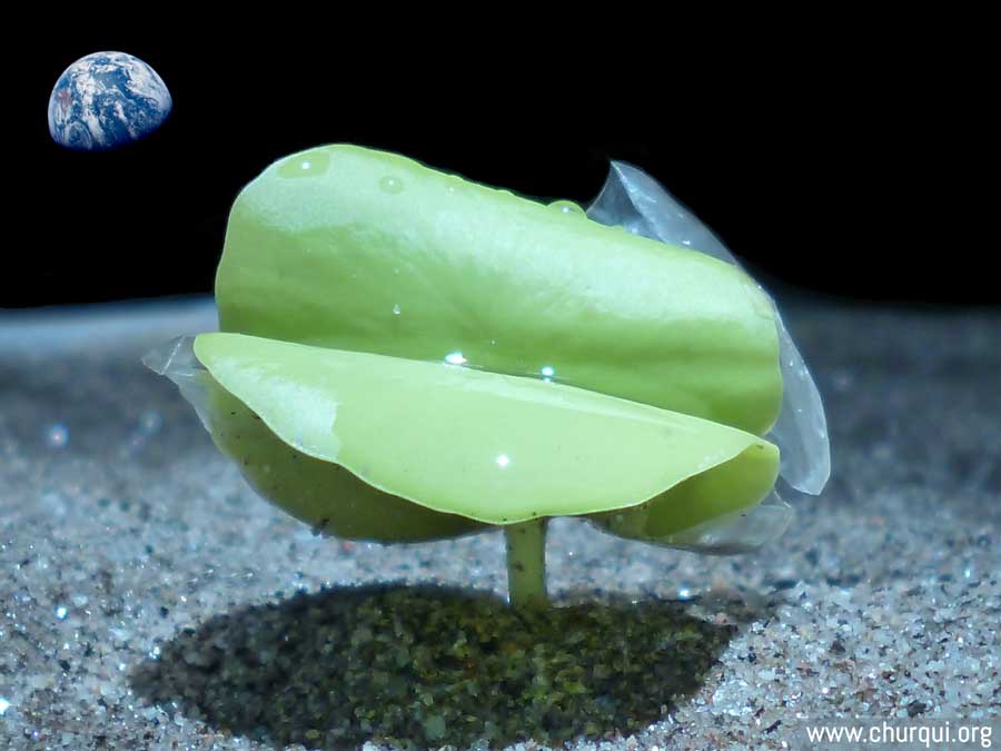 Quebracho en la Luna

Hace unos 470 millones de años, las plantas colonizaron la tierra.

Mil años hacia adelante, en medio del desolado paisaje lunar, este Quebracho empieza a desplegar sus cotiledones, bebiendo la luz del sol.

Atrás, a más de 380.000 km. de distancia, la tierra, apenas un punto en la astral hondura infinita, flota en el espacio sideral.