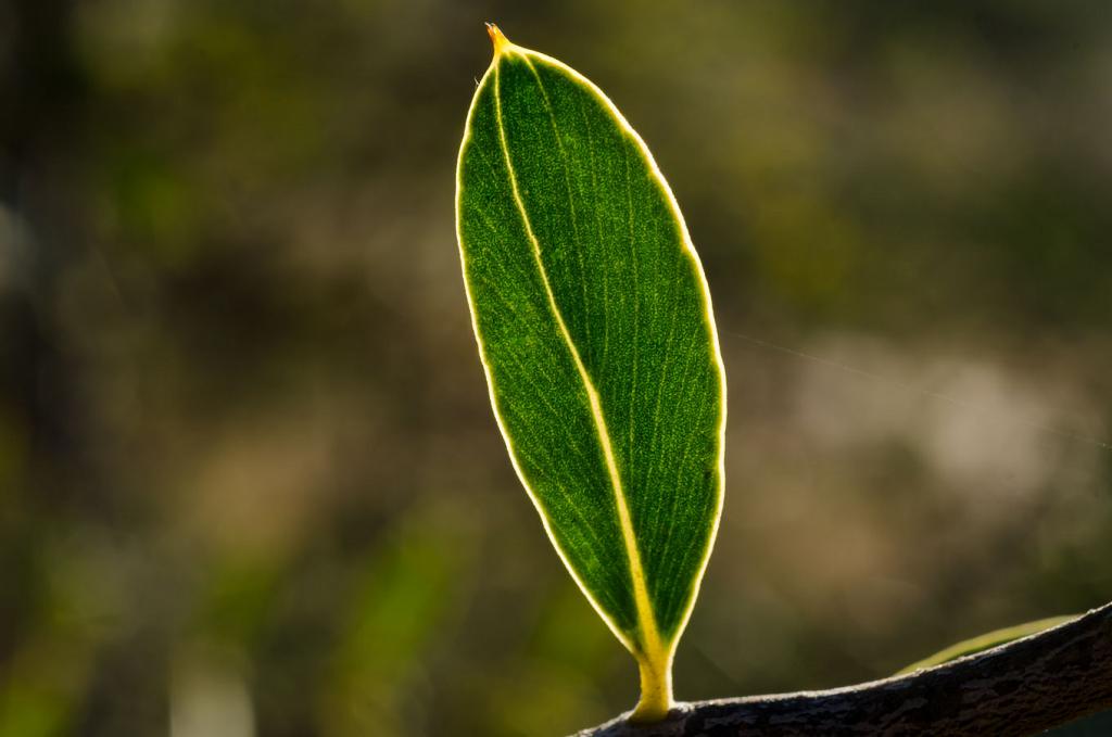 La luz atraviesa esta hoja de Quebracho Blanco, y la enciende vivamente. 

Mientras que otros árboles pierden sus hojas en este otoño frío y mortecino, el quebrachal mantiene sus hojas, que se solazan en la tibieza que queda de la tarde. 