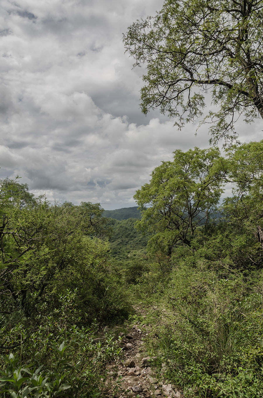 El sendero se abre paso, por entre una apretada maraña de monte serrano virgen como hasta ahora nunca había visto.