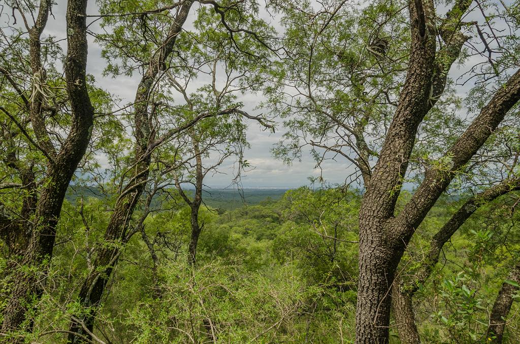 Por entre los troncos de estos Orcos Quebrachos, se abre un claro en el monte, y detrás, a lo lejos, Córdoba, aún ajena a tanta belleza.