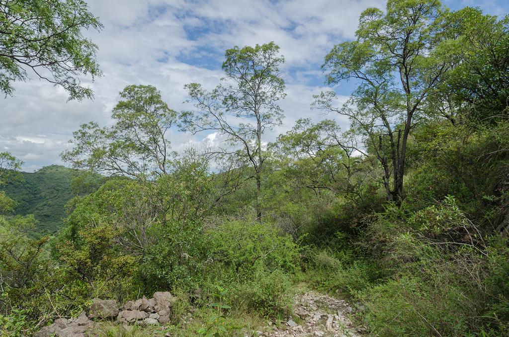 Aquí el sendero hace una curva, custodiado por estos soberbios Orcos Quebrachos, incansables centinelas.