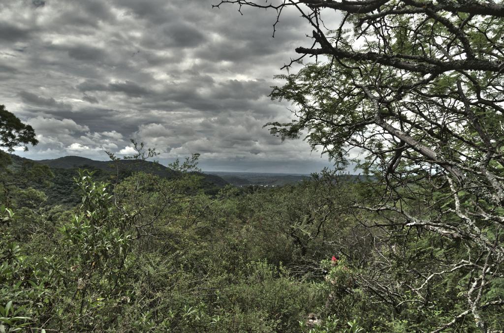 Una tormenta se cierne sobre el cielo, en la Reserva Natural Militar la Calera.

Los árboles extienden su ramaje tortuoso al cielo, como implorando por la lluvia.