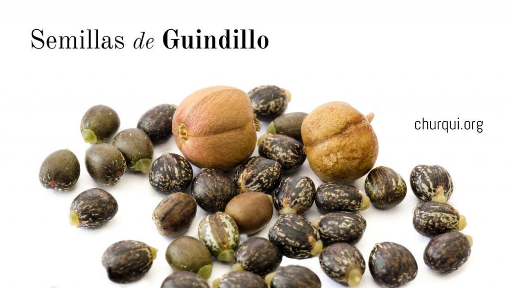 Foto de las semillas y fruto de Guindillo. Cuando el fruto explota, expulsa a las semillas, y así se
