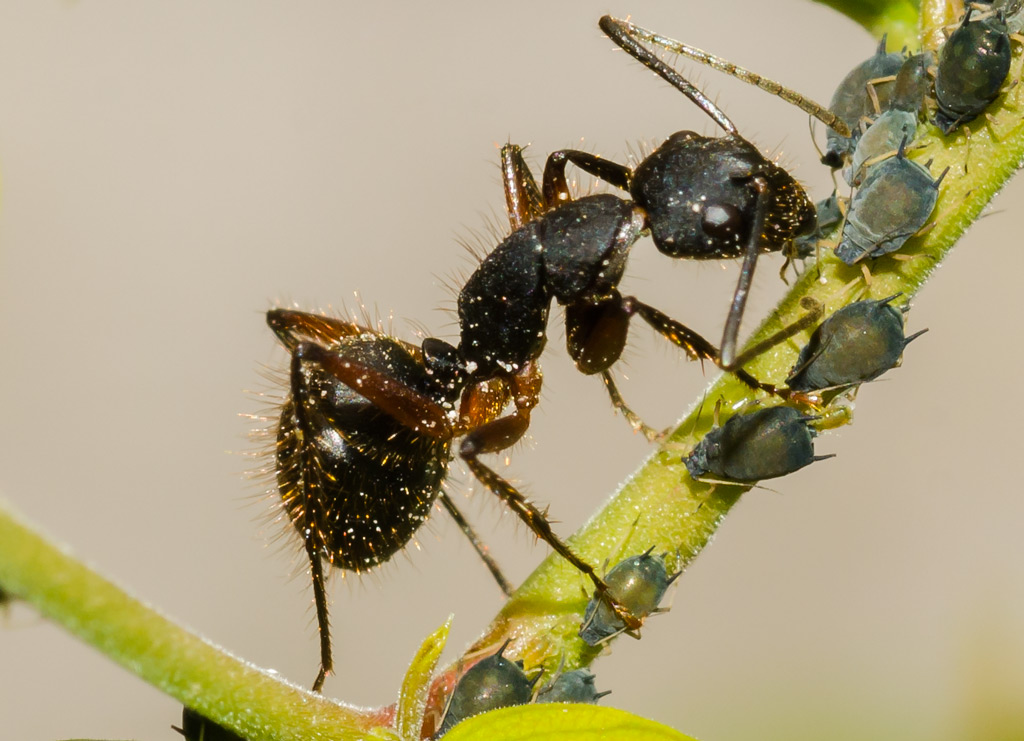 Simbiosis entre hormigas y pulgones.
La relación entre las hormigas y los pulgones es increíble. Las ramas de este Piquillín estás cubiertas de pulgones. Pareciera a primera vista que las hormigas las atacan, pero no es así. Todo lo contrario. Los pulgones se nutren de la savia del árbol, y defecan una sustancia rica en azúcar, que las hormigas comen. A cambio, las hormigas protegen a los pulgones de sus enemigos, y si llegaran a caer del árbol, diligentemente los vuelven a subir.
Hay mucho má