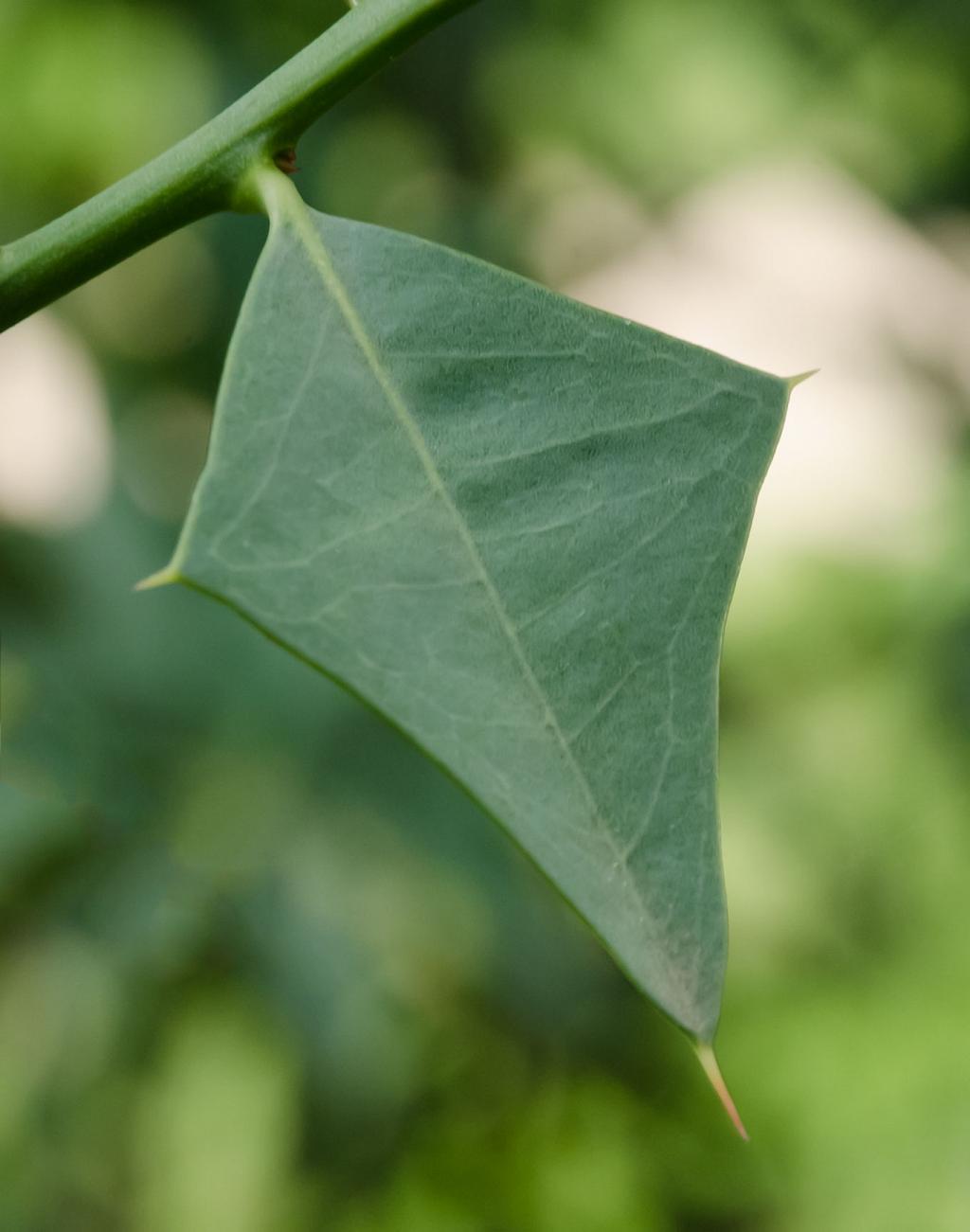 Aquí se echa de ver la forma de rombo perfecto que tiene la hoja de Sombra de Toro.
Cada vértice termina con una aguda espina por punta.