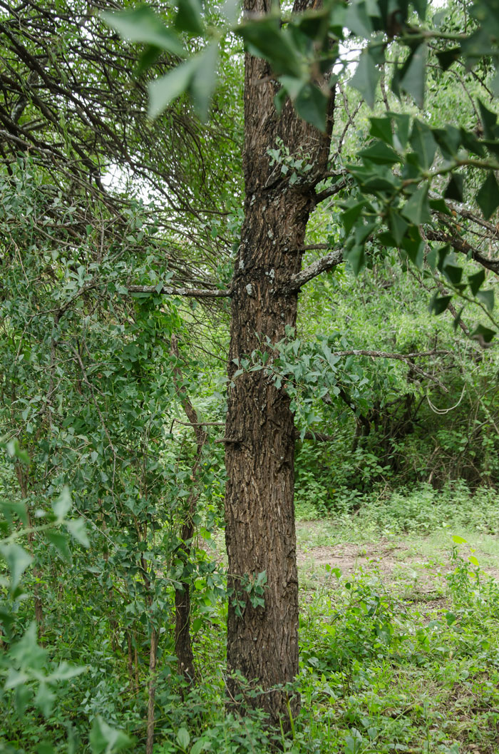 Tronco de un Sombra de Toro. Como se deja ver en la fotografía, el tronco es de un fuste único, que se levanta derecho y recto, cual columna. Compárese el porte, prolijo y limpio, con el de los arbustos que crecen al fondo, enmarañados en un confuso tejido de troncos tortuosos.