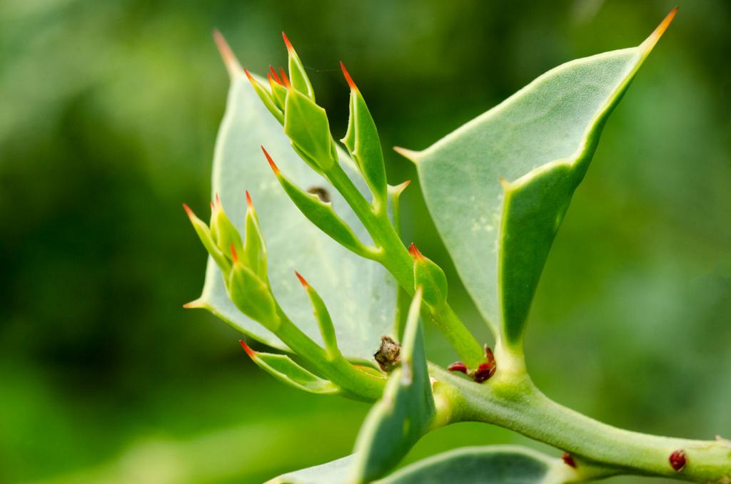 Nótese el borde de la hoja del Sombra de Toro. Es grueso, carnoso y redondeado. La hoja es lustrosa, como cubierta por un barniz espeso, para evitar que el agua se evapore. Así el árbol la conserva por largo tiempo, para resistir las sequías.