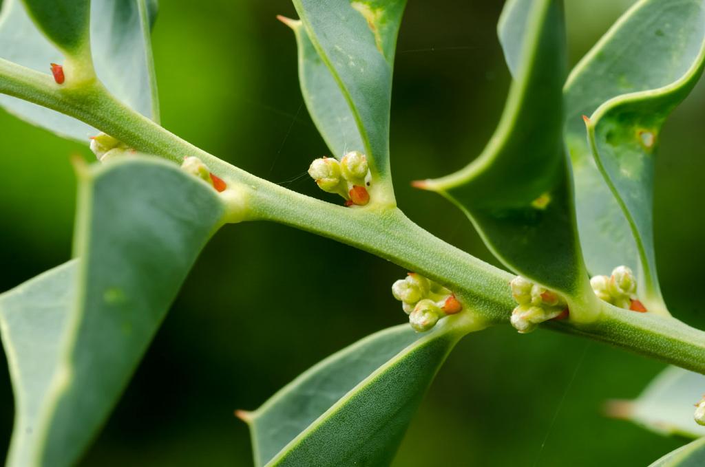 En las yemas axilares, están por reventar pronto las flores, pequeñas, amarillas. Cuando se abran y despidan su perfume exquisito, el monte entero inhalará su fragancia, como en un hondo suspiro final.