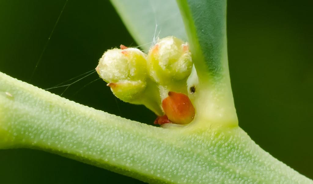Adoro estas fotografías que descubren un mundo cuya escala es tan pequeña que no podemos conocer.

Aquí vemos, magnificada, la axila de una hoja, de la cual está brotando una flor y una hoja.

¡Cuán compleja la biología de estos arboles y, sin embargo, cuán poca importancia damos a tanta magia! 