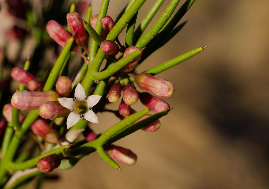 Entre Garabatos y Espinillos en flor, este Barba de Tigre empieza a abrir sus flores menudas, cual diminutas estrellas.
La delicada y femenina fragilidad de la flor contrasta con la agudas y recias espinas.
Esta fotografía macro nos abisma en el exquisito mundo interior de la flor, que, con sus escuetos 3 mm., no sería visible sin la tecnología del lente.