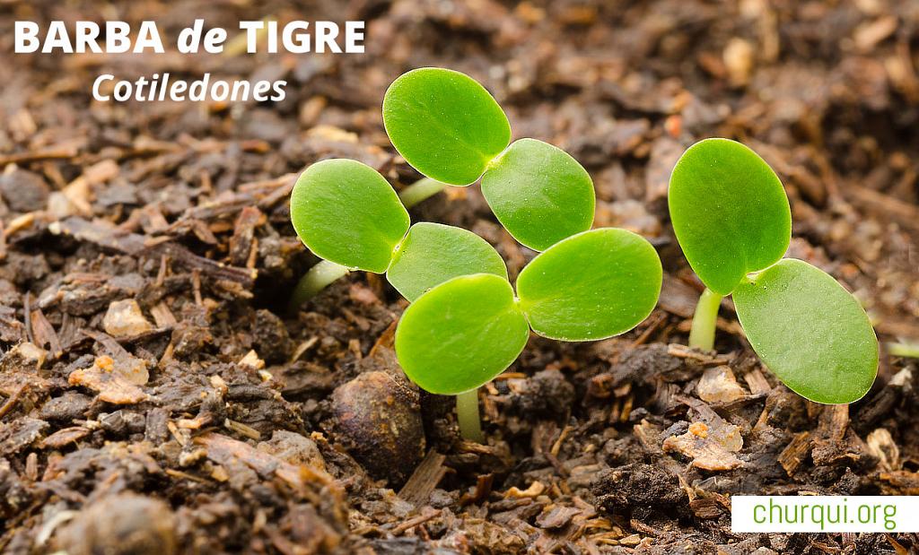 Estos cotiledones tienen días de brotados. 

Son en extremo vulnerables. Aun una gota de lluvia los puede tronchar y derribar por tierra. 

Manjar para cuises y otros roedores, sólo unos pocos han de sobrevivir y convertirse en un árbol adulto. 
