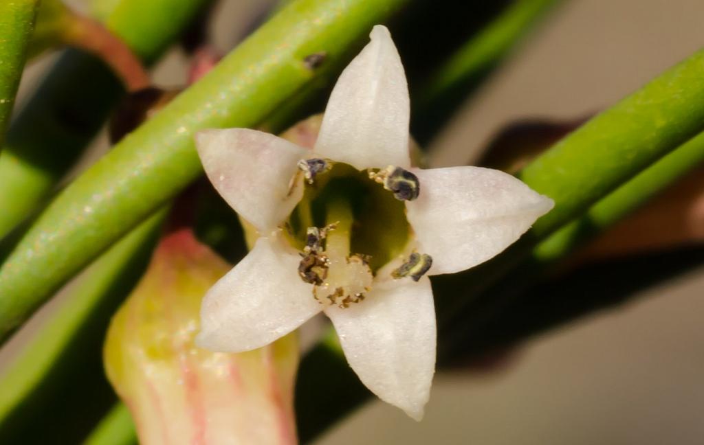 Acercamiento extremo de la flor del Barba de Tigre. 

Con apenas 3 mm. de diámetro, esta flor es sumamente pequeña. 

La flor, hermafrodita, semeja una diminuta estrella con sus cinco pétalos. 