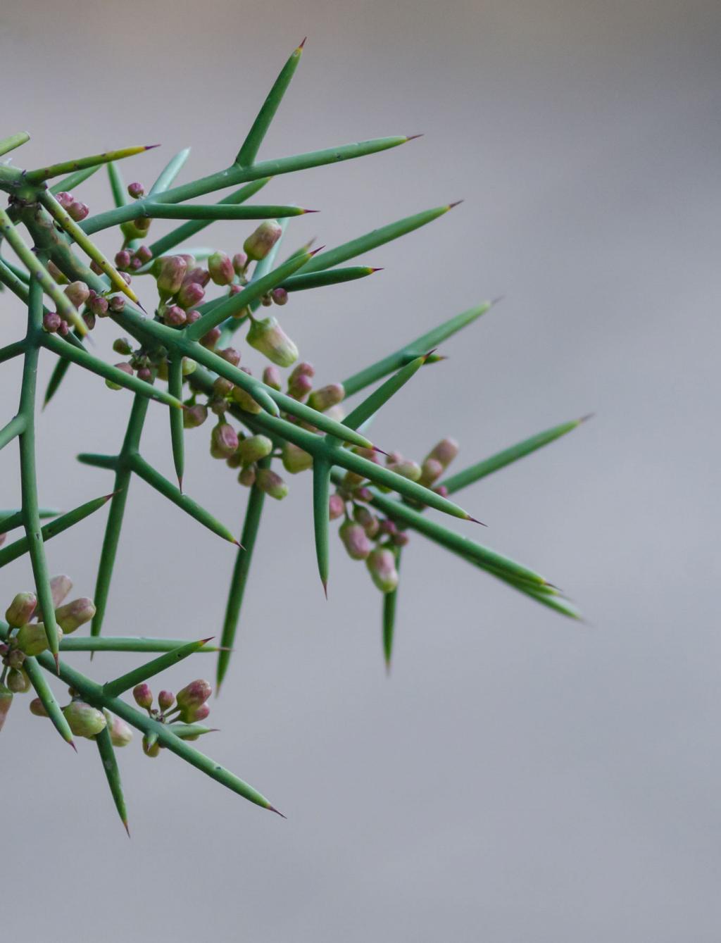 Pura espina, sin una sola hoja. 

El Barba de Tigre se caracteriza por tener espinas por ramas. Todo en este árbol está pensando para resistir las heladas y sequías, supliendo las espinas las funciones de las hojas. 