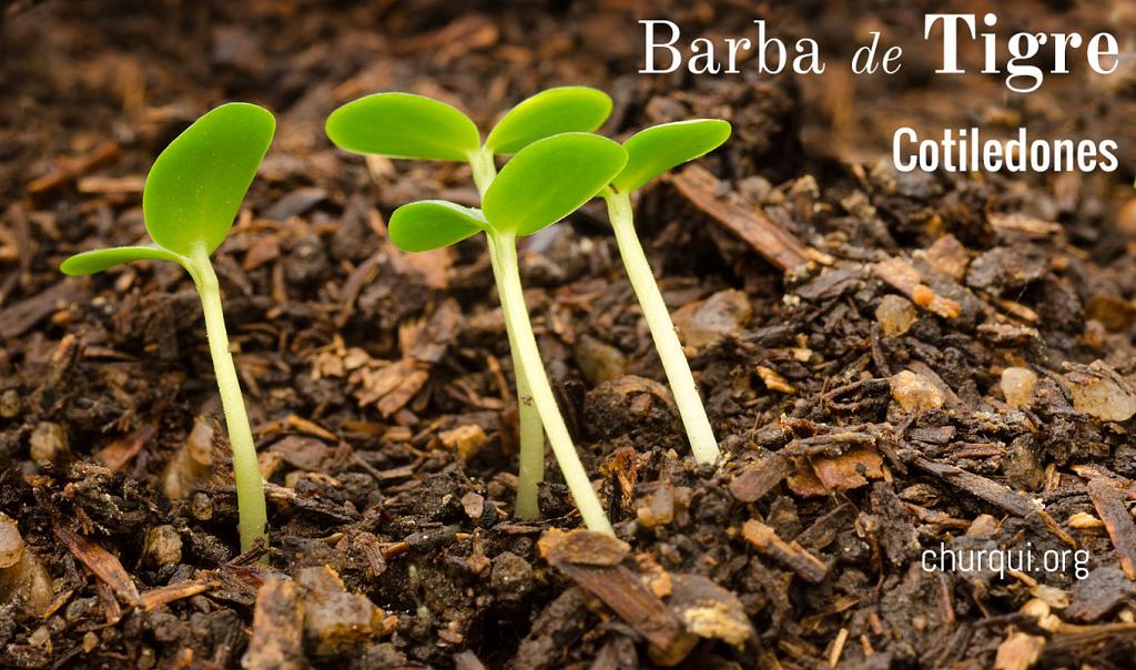 Inclinados, estos cotiledones de Colletia spinosissima buscan la luz del sol, y tuercen sus tallos para beberla. 