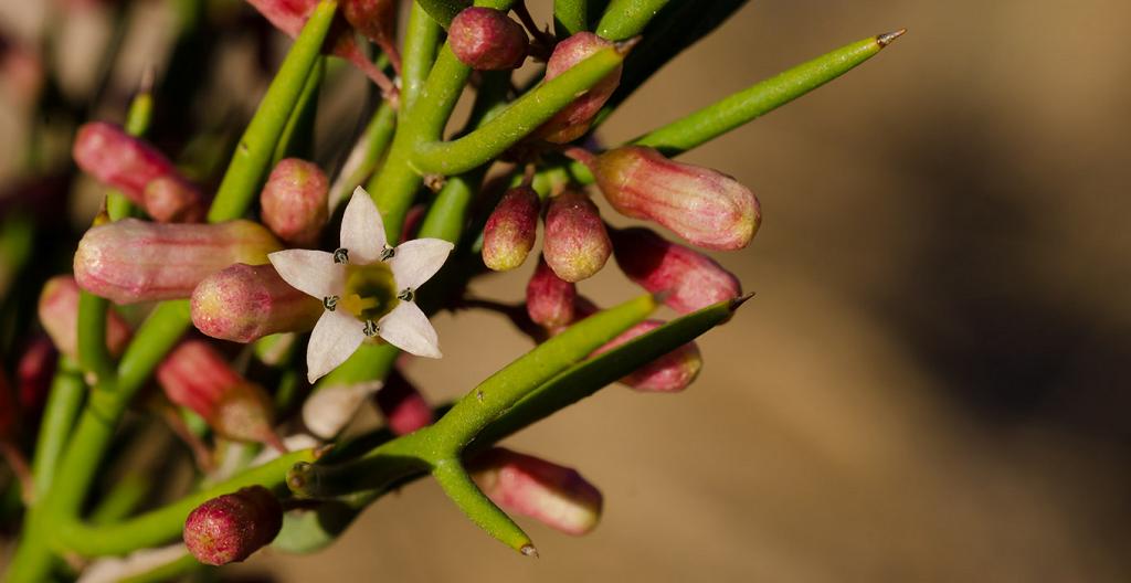 Es una tibia tarde de un sábado de Agosto, y esta flor es la primera en abrirse. 

Las demás están prontas a seguirla.  