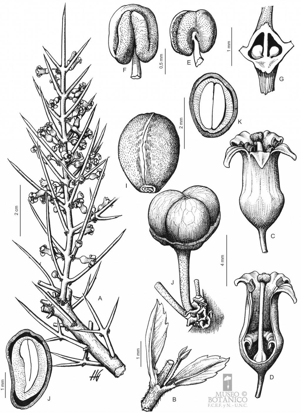 Ficha informativa de la especie, Colletia spinosissima, cortesía del Museo Botánico, de la Facultad de Ciencias Exactas, Físicas y Naturales, Universidad Nacional de Córdoba. 