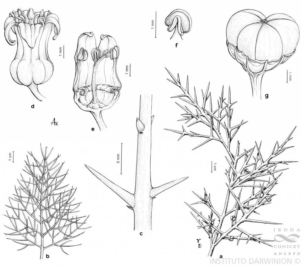 Otra ficha informativa adicional de la especie, Colletia spinosissima, cortesía del Museo Botánico, de la Facultad de Ciencias Exactas, Físicas y Naturales, Universidad Nacional de Córdoba. 