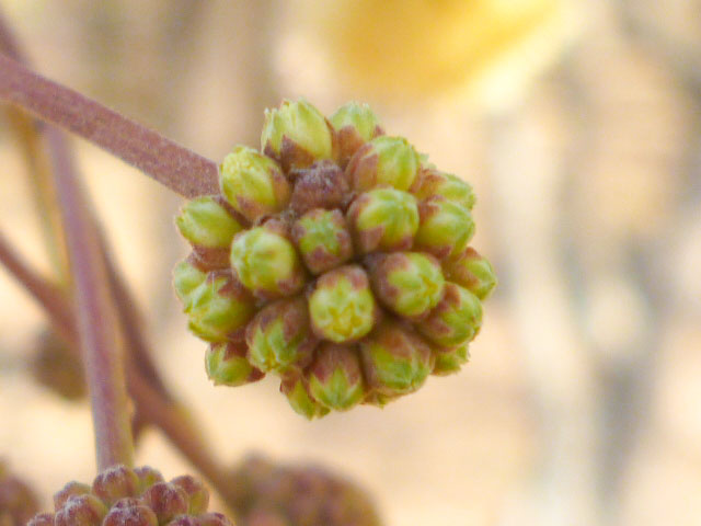 Cabezuela de Garabato pronta a entrar en inflorescencia