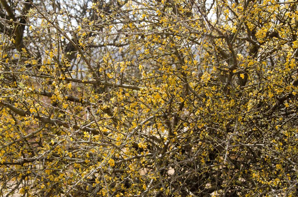 Chañar en Flor