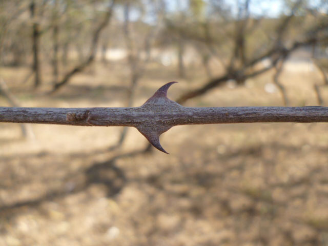 Espina de Garabato con forma de garra de gato