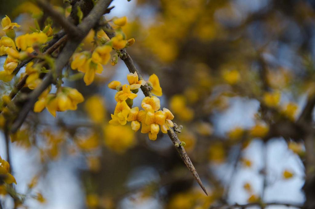 Espina y Flor de Chañar