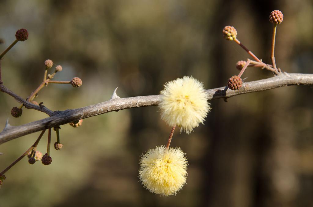 Espina y Flor de Garabato