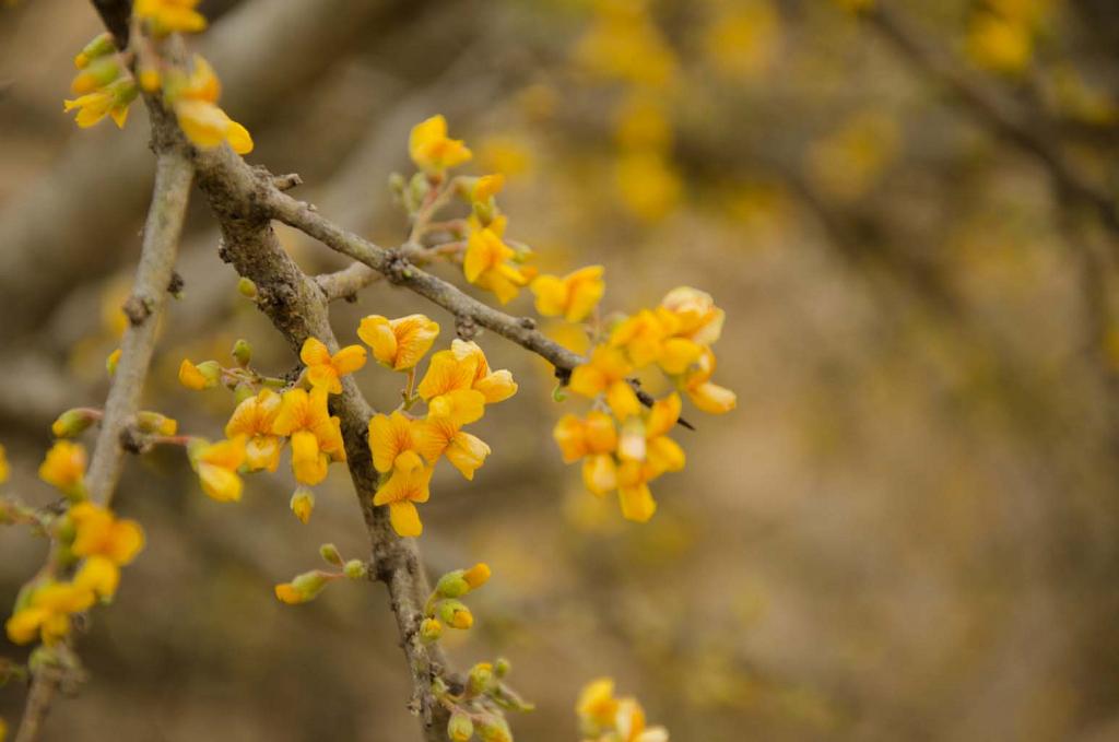 Flor del Chañar
