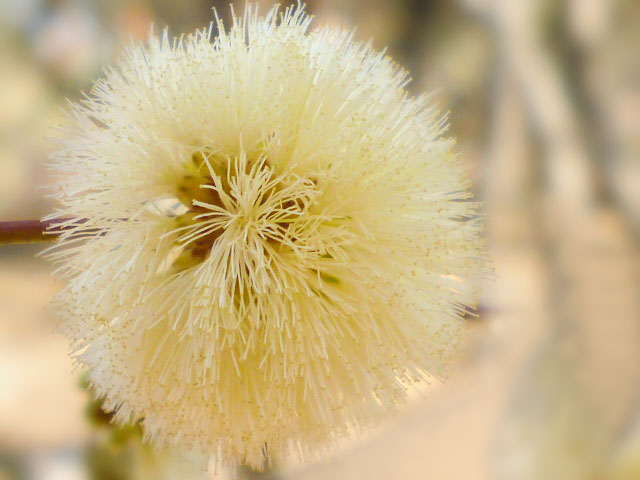 Flor de Garabato