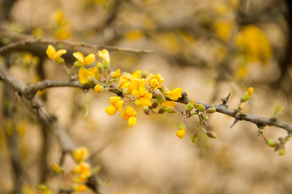 Flores de Chañar en rama con espinas