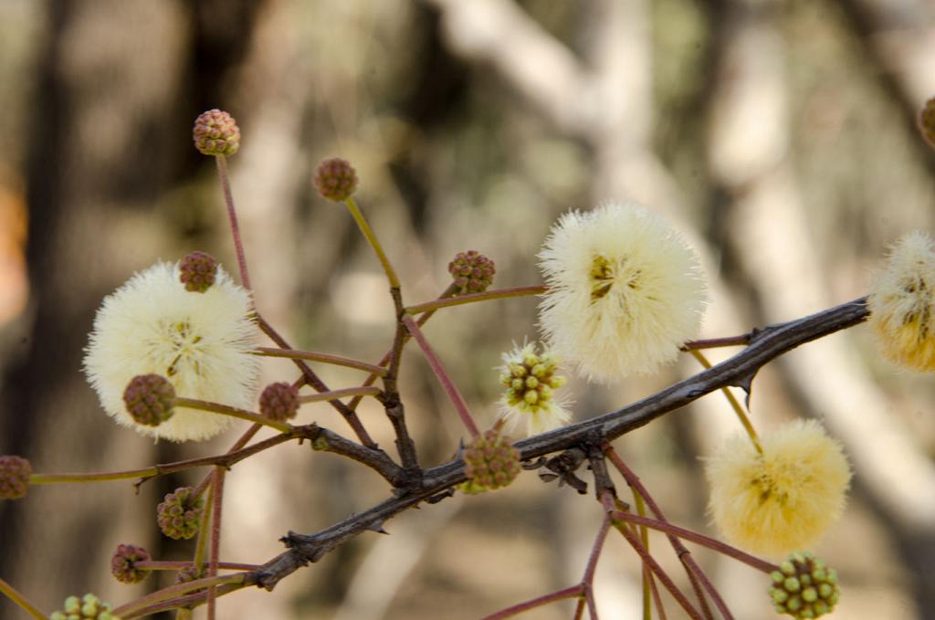 Flores de Garabato