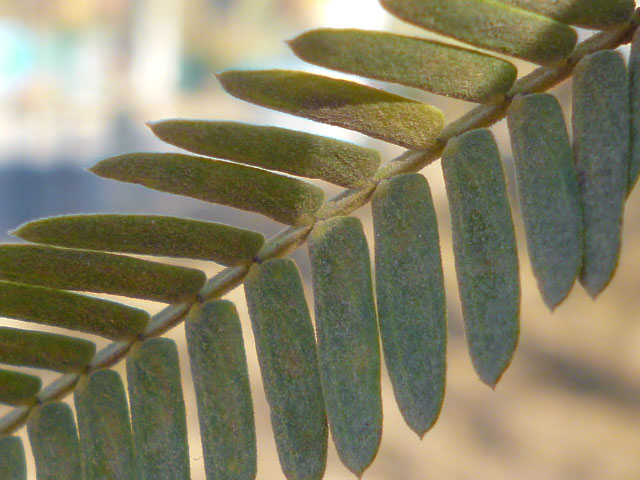 Hoja de Garabato