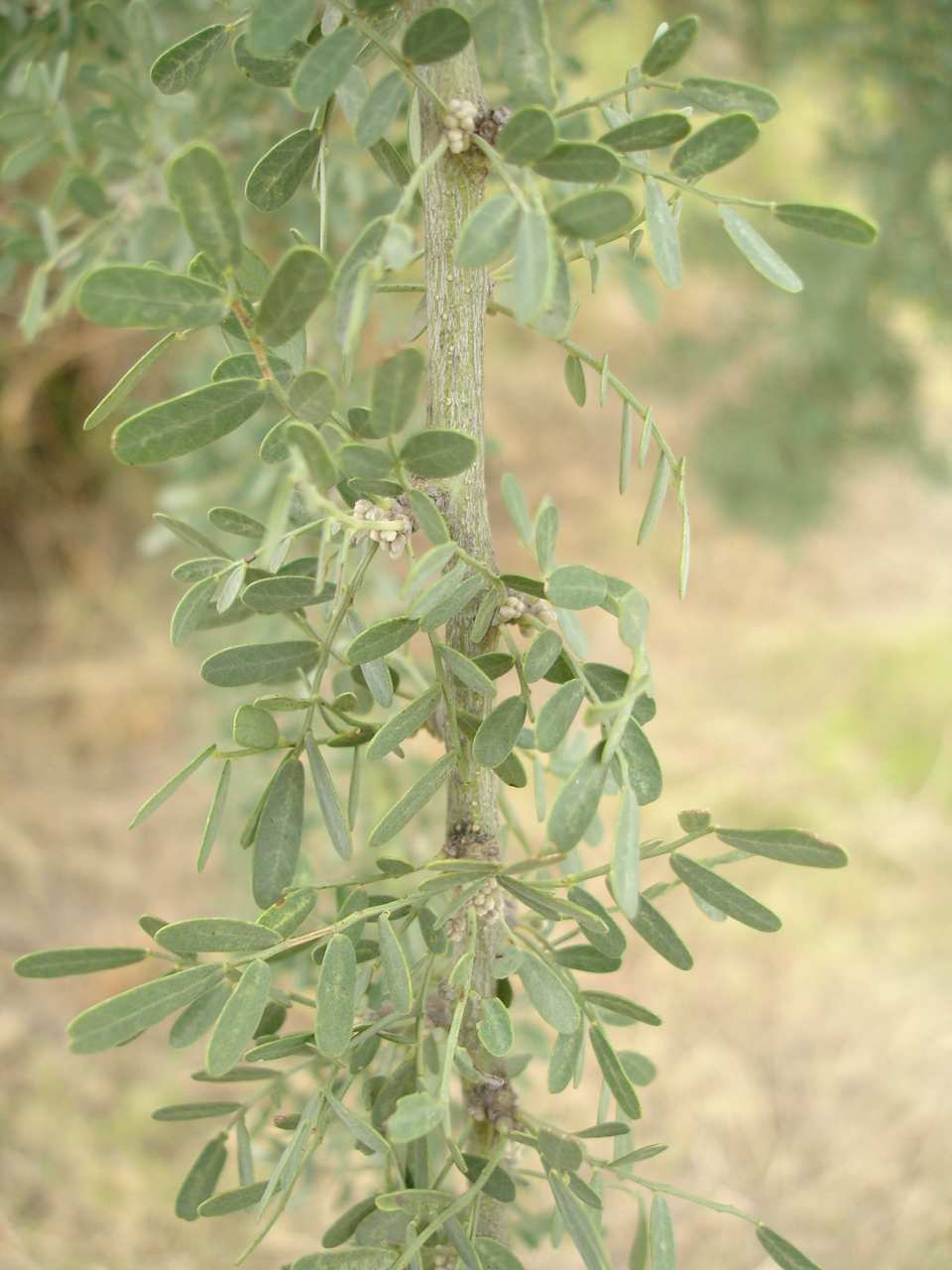 Hojas de Chañar. 