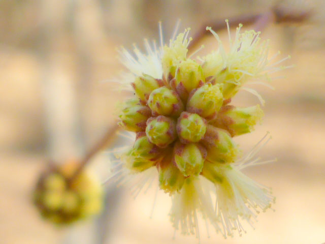Inflorescencia de Garabato en curso