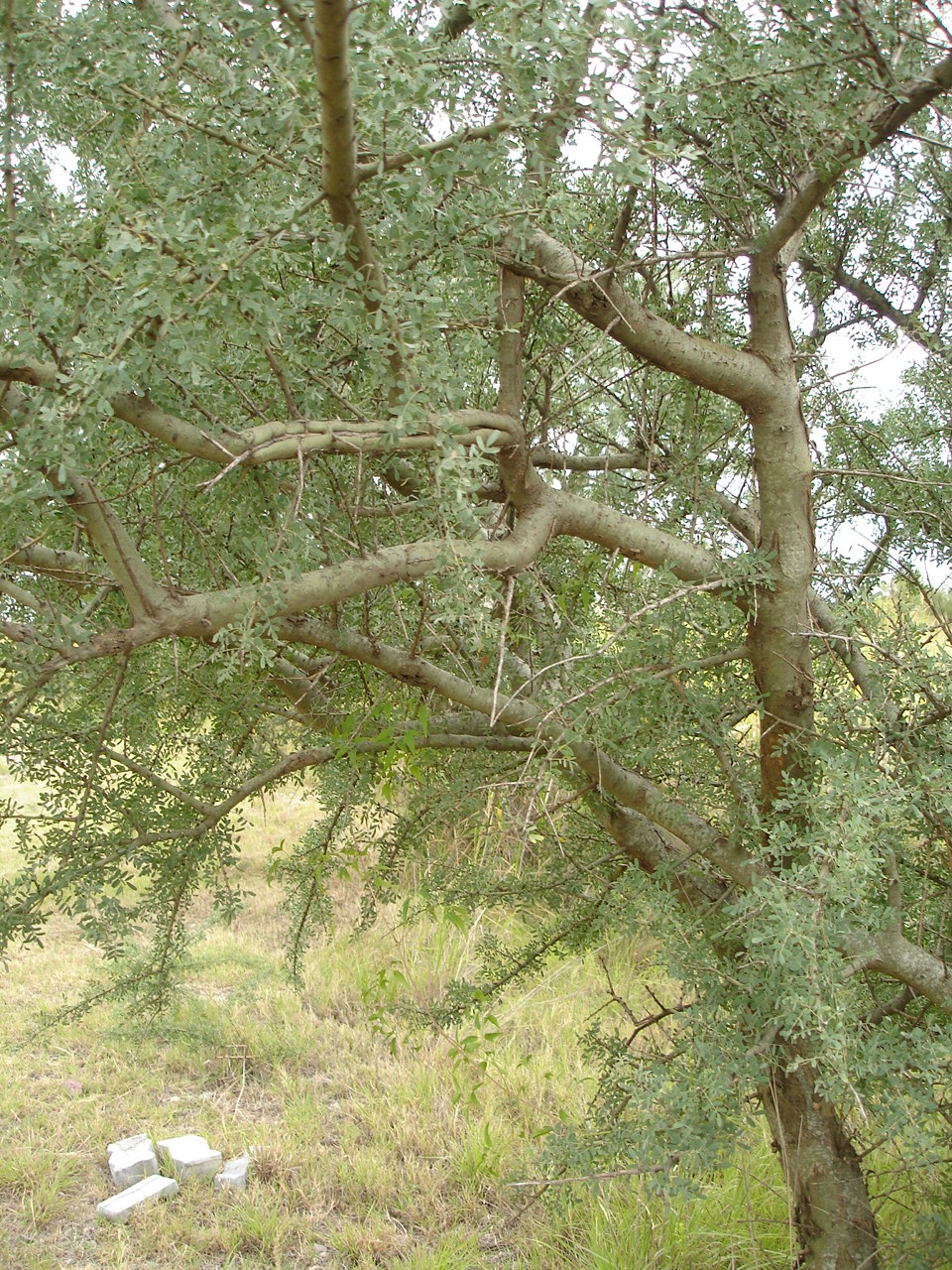 Ramas de Chañar