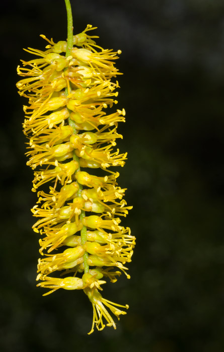 Inflorescencia del Tintitaco. Cuando está en flor, estas espigas de oro se doran con el sol de la tarde, y todo el monte no parece sino salpicado de borlas de oro. 