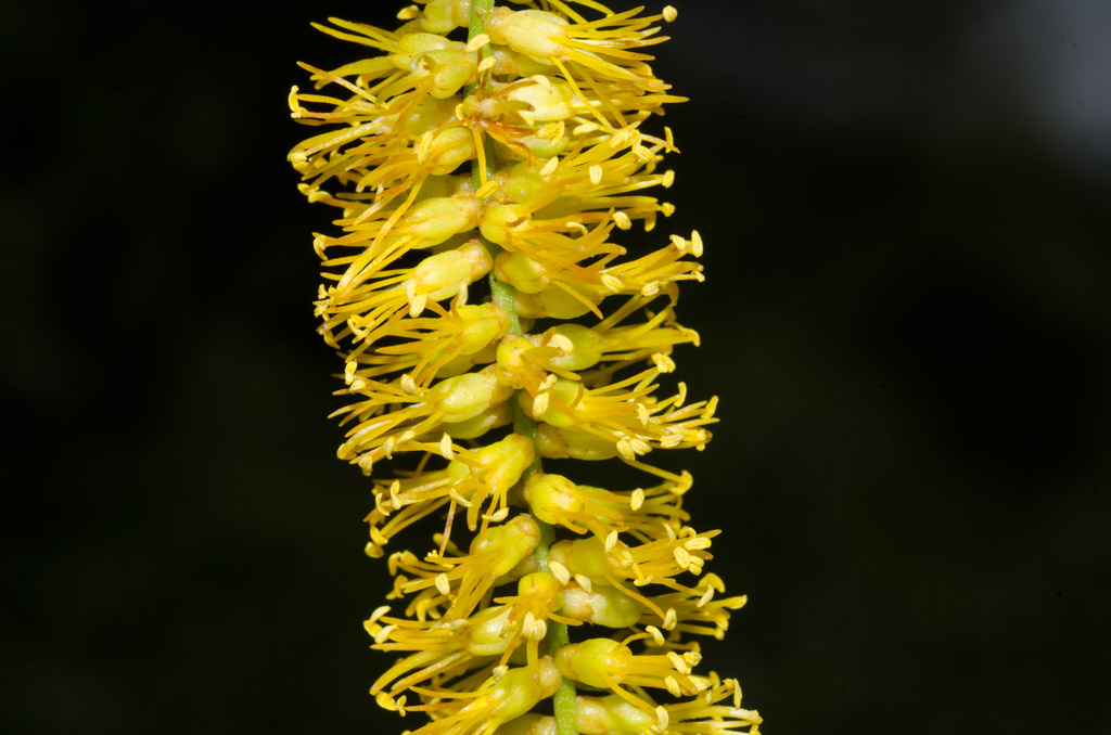 Lo que a simple vista parece ser una sola flor, en realidad se trata de un conjunto de flores agrupadas. En este acercamiento con el lente macro se echa de ver cada flor. 
