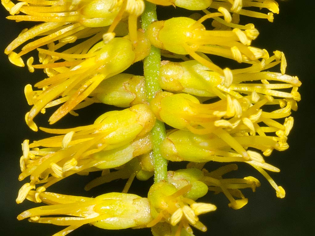 ¡Cuán compleja tu biología Tintitaco! ¡Cuánto se esconde al ojo desnudo! No dejes de observar los intrincados detalles de las flores del Tintitaco. Luego, cuando cuajen, el fruto es cual resorte: se retuerce sobre sí mismo, lo que permite diferenciar la especie con facilidad. 