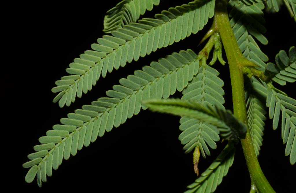 La hoja del Tintitaco es compuesta, bipinnada y paripinnada.