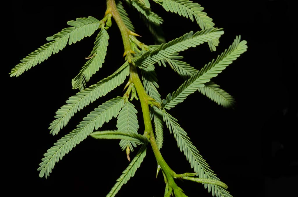 La hoja del Tintitaco está compuesta por un par de pinnas. Siempre es un par. Así se puede diferenciar la especie de otras que se asemejan. 