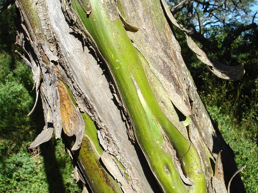 Tronco de Chañar viejo. 