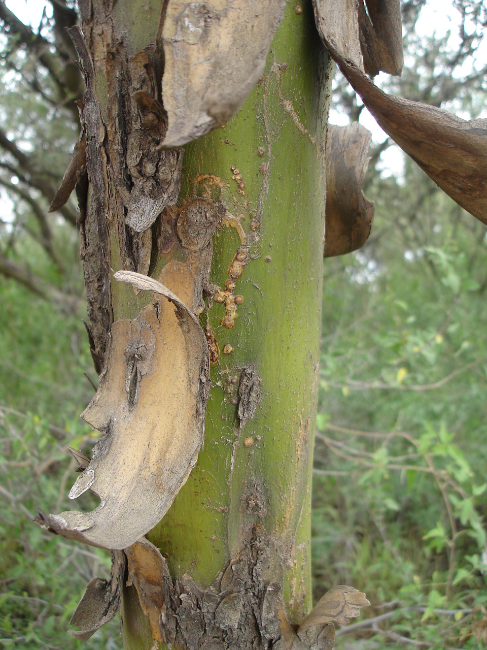 Tromco de Chañar con corteza raída